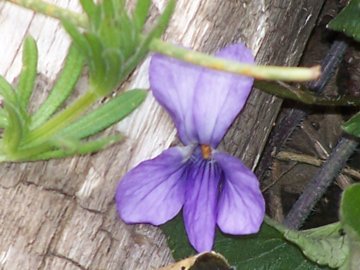 Viole dell''Etna - Viola alba subsp. dehnhardtii